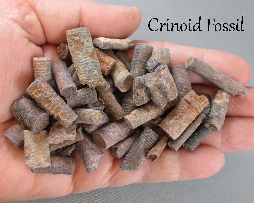 Bulk Fossil Pack 200 grams H143**