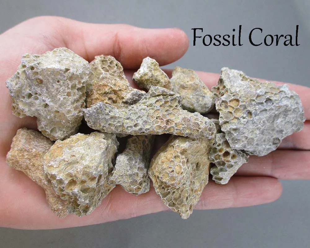 Bulk Fossil Pack 200 grams H143**