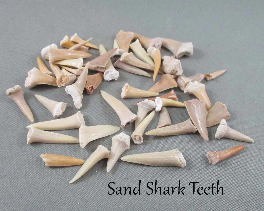 Bulk Fossil Pack 200 grams H143**