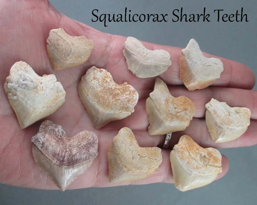 Bulk Fossil Pack 200 grams H143**