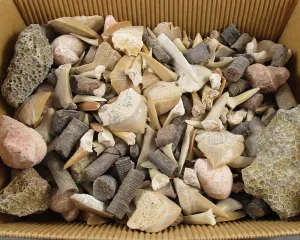 Bulk Fossil Pack 200 grams H143**