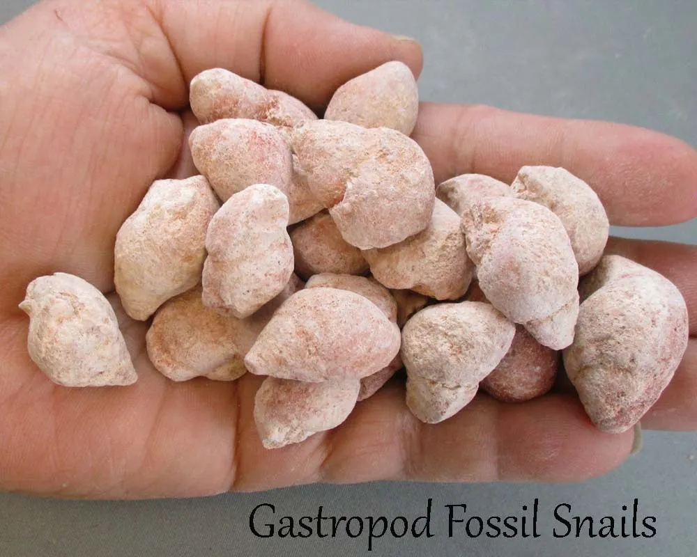 Bulk Fossil Pack 200 grams H143**