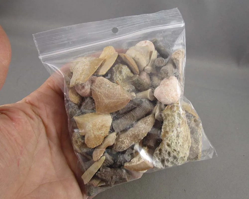 Bulk Fossil Pack 200 grams H143**